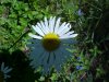 Oxeye Daisy (Leucanthemum vulgare)