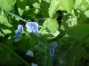 Germander Speedwell; Bird's-eye Speedwell (Veronica chamaedrys)