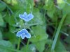 Germander Speedwell; Bird's-eye Speedwell (Veronica chamaedrys)