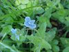 Germander Speedwell; Bird's-eye Speedwell (Veronica chamaedrys)