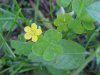 Yellow Wood Sorrel; Sour Grass (Oxalis stricta)