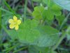 Yellow Wood Sorrel; Sour Grass (Oxalis stricta)