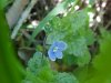 Germander Speedwell; Bird's-eye  Speedwell (Veronica chamaedrys)