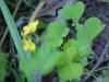 Blowing with the wind: Yellow Wood Sorrel; Sour Grass (Oxalis stricta)