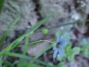 Blue-eyed Grass (Sisyrinchium angustifolium)
