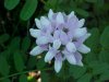 Crown Vetch (Coronilla varia)