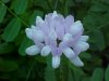 Crown Vetch (Coronilla varia)