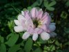 Crown Vetch (Coronilla varia)