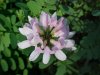 Crown Vetch (Coronilla varia)