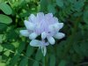 Crown Vetch (Coronilla varia)