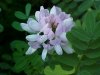 Crown Vetch (Coronilla varia)