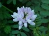 Crown Vetch (Coronilla varia)