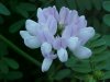 Crown Vetch (Coronilla varia)