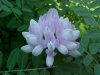 Crown Vetch (Coronilla varia)