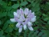 Crown Vetch (Coronilla varia)