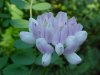 Crown Vetch (Coronilla varia)