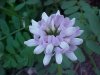 Crown Vetch (Coronilla varia)