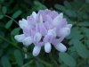Crown Vetch (Coronilla varia)