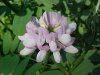 Crown Vetch (Coronilla varia)