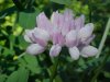Crown Vetch (Coronilla varia)