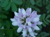 Crown Vetch (Coronilla varia)