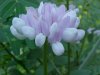Crown Vetch (Coronilla varia)