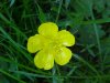 Common Buttercup (Ranunculus acris)
