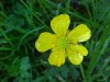 Common Buttercup (Ranunculus acris)