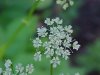 Wild Angelica (Angelica triquinata) - described as closely resembling the very poisoness Water Hemlock (Cicuta maculata)