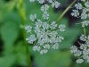 Wild Angelica (Angelica triquinata) - described as closely resembling the very poisoness Water Hemlock (Cicuta maculata)