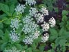 Wild Angelica (Angelica triquinata) - described as closely resembling the very poisoness Water Hemlock (Cicuta maculata)