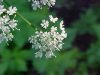 Wild Angelica (Angelica triquinata) - described as closely resembling the very poisoness Water Hemlock (Cicuta maculata)