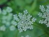 Wild Angelica (Angelica triquinata) - described as closely resembling the very poisoness Water Hemlock (Cicuta maculata)