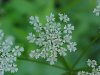 Wild Angelica (Angelica triquinata) - described as closely resembling the very poisoness Water Hemlock (Cicuta maculata)