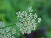 Wild Angelica (Angelica triquinata) - described as closely resembling the very poisoness Water Hemlock (Cicuta maculata)