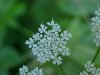 Wild Angelica (Angelica triquinata) - described as closely resembling the very poisoness Water Hemlock (Cicuta maculata)