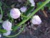 Philadelphia Fleabane (Erigeron philadelphicus)
