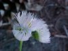 Philadelphia Fleabane (Erigeron philadelphicus)