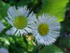 Philadelphia Fleabane (Erigeron philadelphicus)