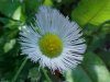 Philadelphia Fleabane (Erigeron philadelphicus)