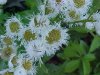 Philadelphia Fleabane (Erigeron philadelphicus)