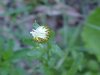 Oxeye Daisy (Leucanthemum vulgare)