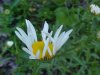Oxeye Daisy (Leucanthemum vulgare)