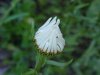 Oxeye Daisy (Leucanthemum vulgare)