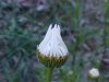 Oxeye Daisy (Leucanthemum vulgare)