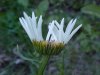 Oxeye Daisy (Leucanthemum vulgare)