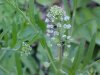 Penny Cress (Thlaspi arvense)