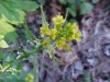 Common Wintercress (Babarea vulgaris)