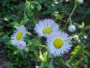 Philadelphia Fleabane (Erigeron philadelphicus)