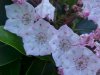 Mountain Laurel (Kalmia latifolia)